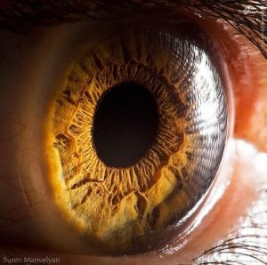 دانلود طرح جابر ویژگی های چشم انسان پایه پنجم